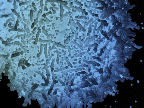 SARS-CoV-2, the COVID-19 virus