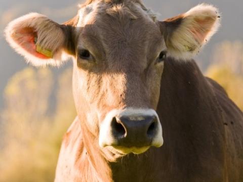 Cow