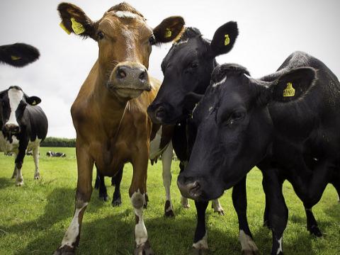 Cow herd