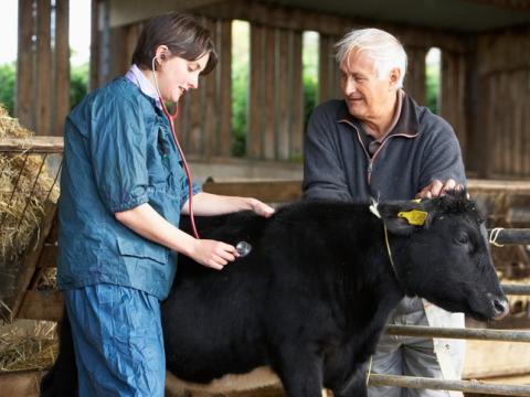 Cow veterinarian and farmer