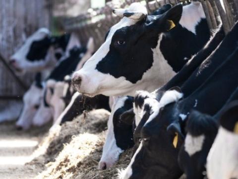 Cows feeding