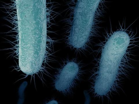 carbapenem-resistant Enterobacteriaceae