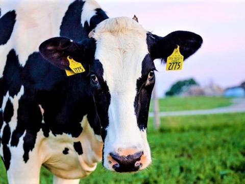 Dairy cow