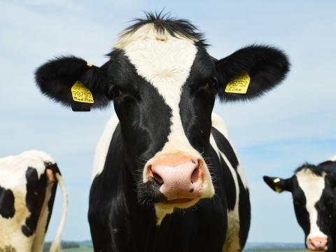 Dairy cow