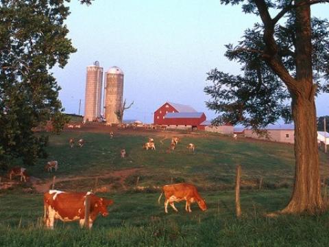 Dairy farm