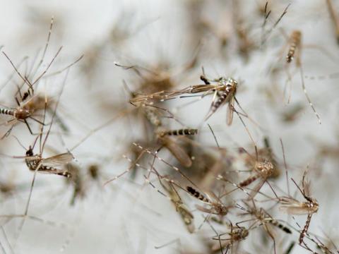 Dead mosquitoes