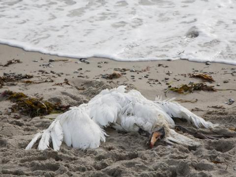 Dead swan
