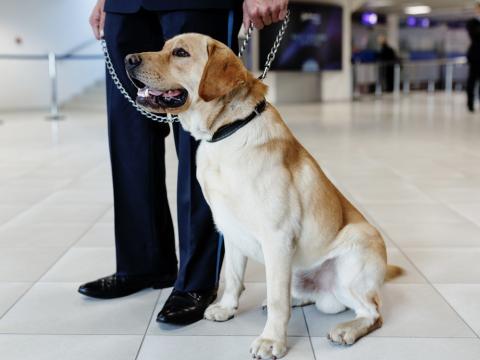 Detection dog at airport