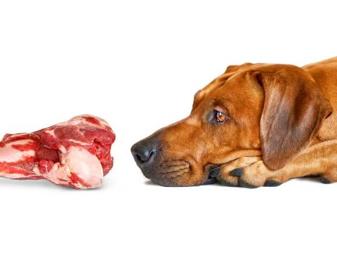 Dog sniffing raw meat bone