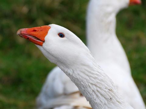 Domestic geese