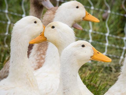 Duck farm