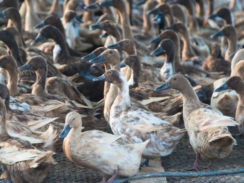 Traditional duck farm