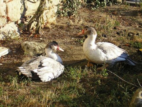 Ducks in France