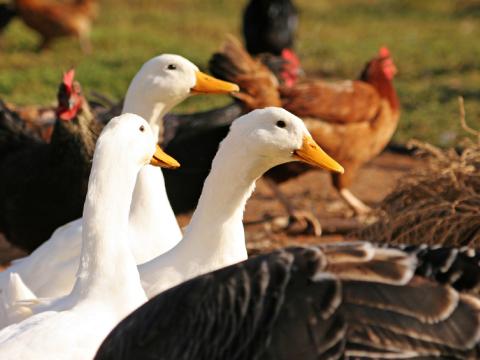 Backyard ducks and chickens