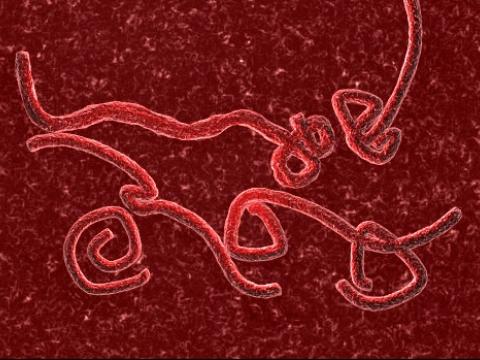 Ebola virus