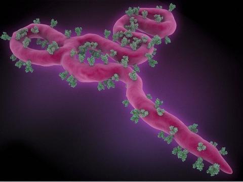 Ebola virus