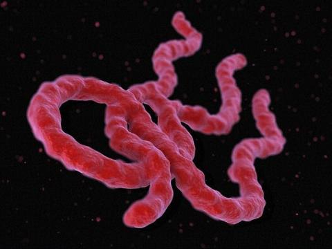 Ebola virus