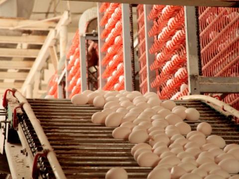 Egg production