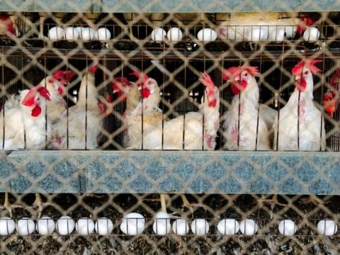 Egg-laying chickens