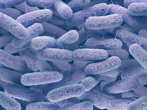 Enterobacteriaceae