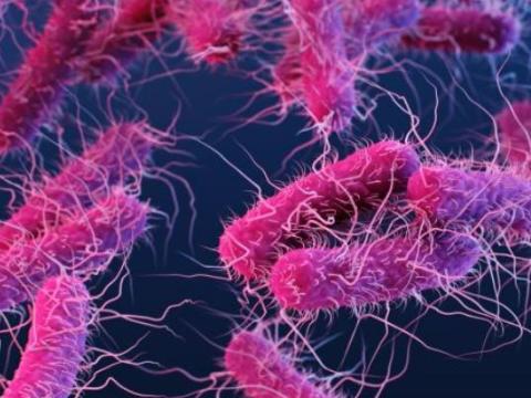 ESBL bacteria