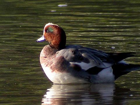 Eurasian wigeon
