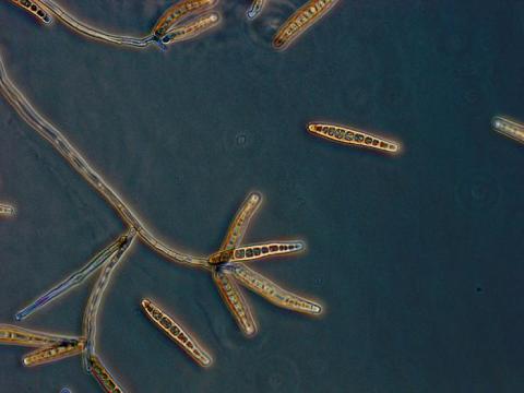 Exserohilum rostratum fungus