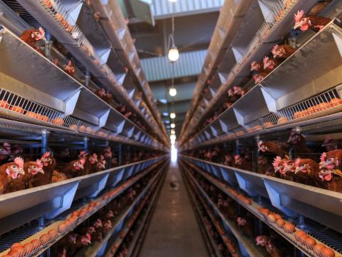 Factory egg production