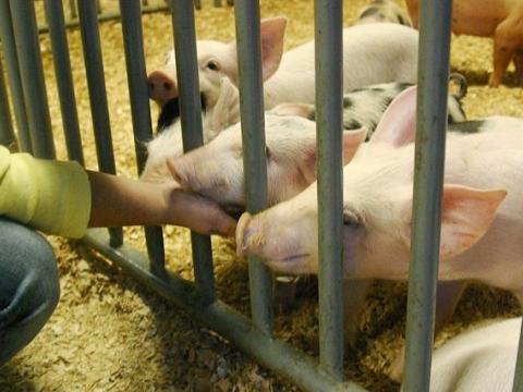 Pigs at state fair