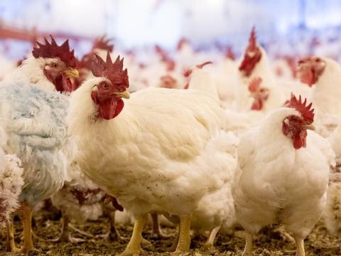 Farm chicken flock