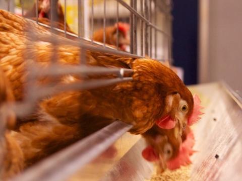 Farm hens