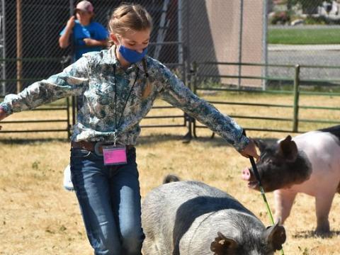 Farmer and pigs at fair
