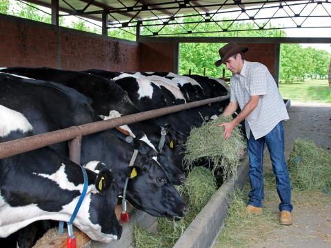 Farmer feeding cows