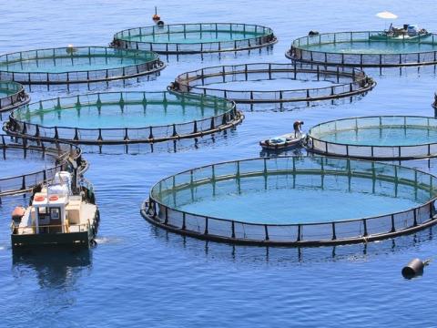 Fish farm