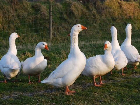 White farm geese