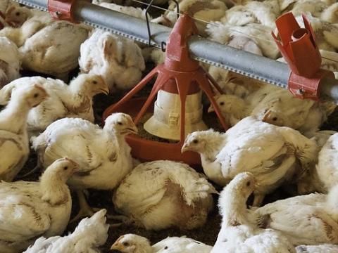 Flock of young broiler chickens