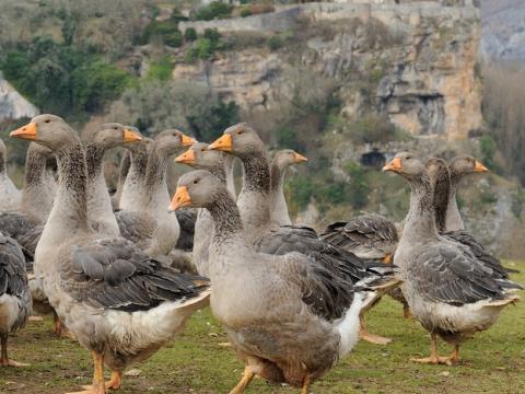 French goose farm