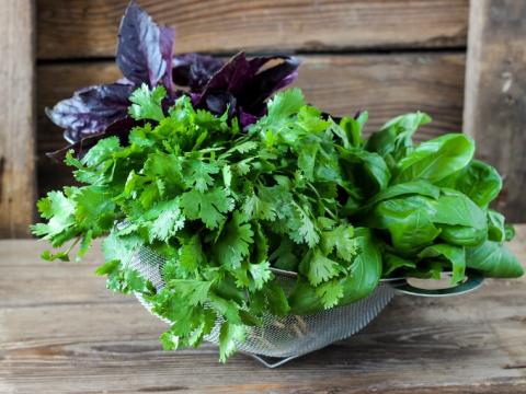 Cilantro and basil