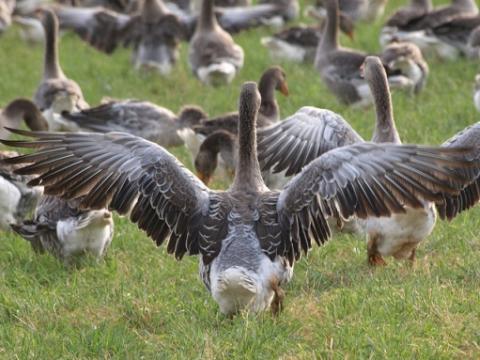 geese