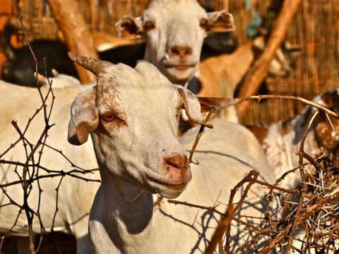 Goat farm