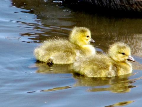 Goslings