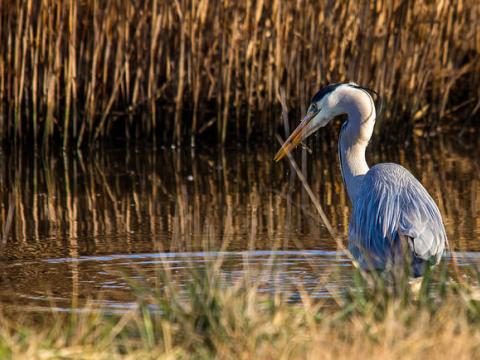 Gray heron