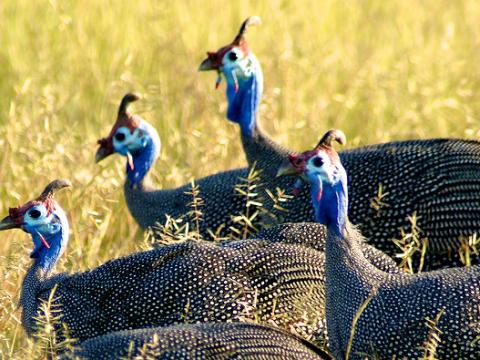 Guinea fowl