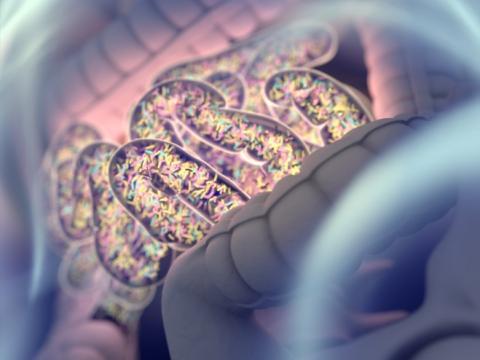 Gut microbiome