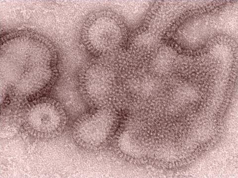 H3N2 influenza virus
