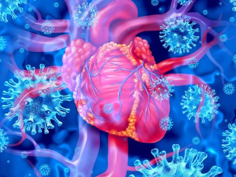 Viruses surrounding heart