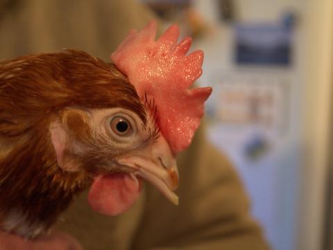 Hen closeup