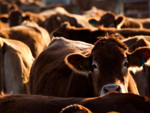 Herd of cows