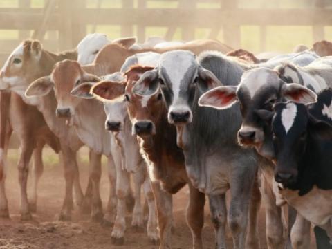 Cattle herd