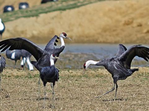 Hooded cranes